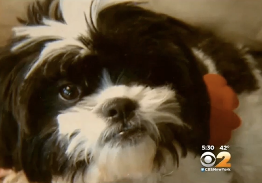 A photo of Bijou laying down on a sofa shown on CBS New York 2, a black and white Shih Tzu